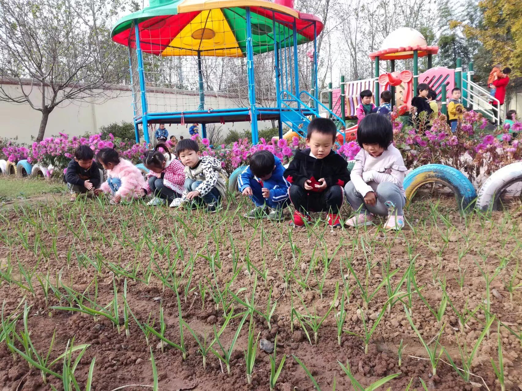 种大蒜啦合沟中心幼儿园开展种植活动