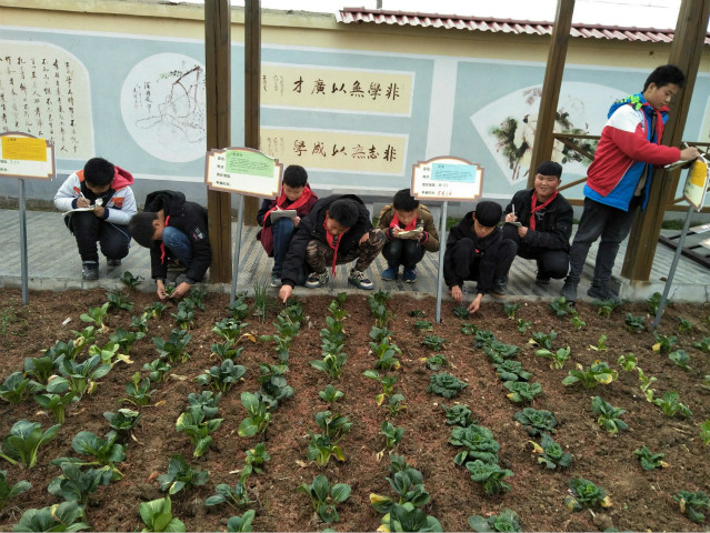 西洪小学校本课程“小种植，大世界”