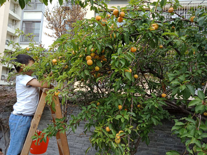 我和杏树有个约定 ——新沂市北沟第二幼儿园开展采摘杏子活动