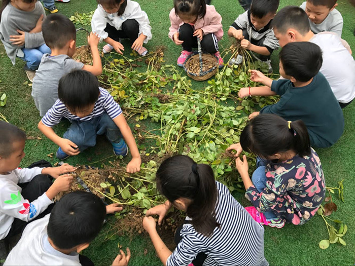 收获的喜悦 ——新沂市北沟第二幼儿园采摘花生活动
