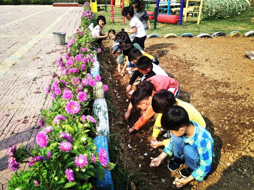 合沟中心幼儿园开展“种大蒜”活动