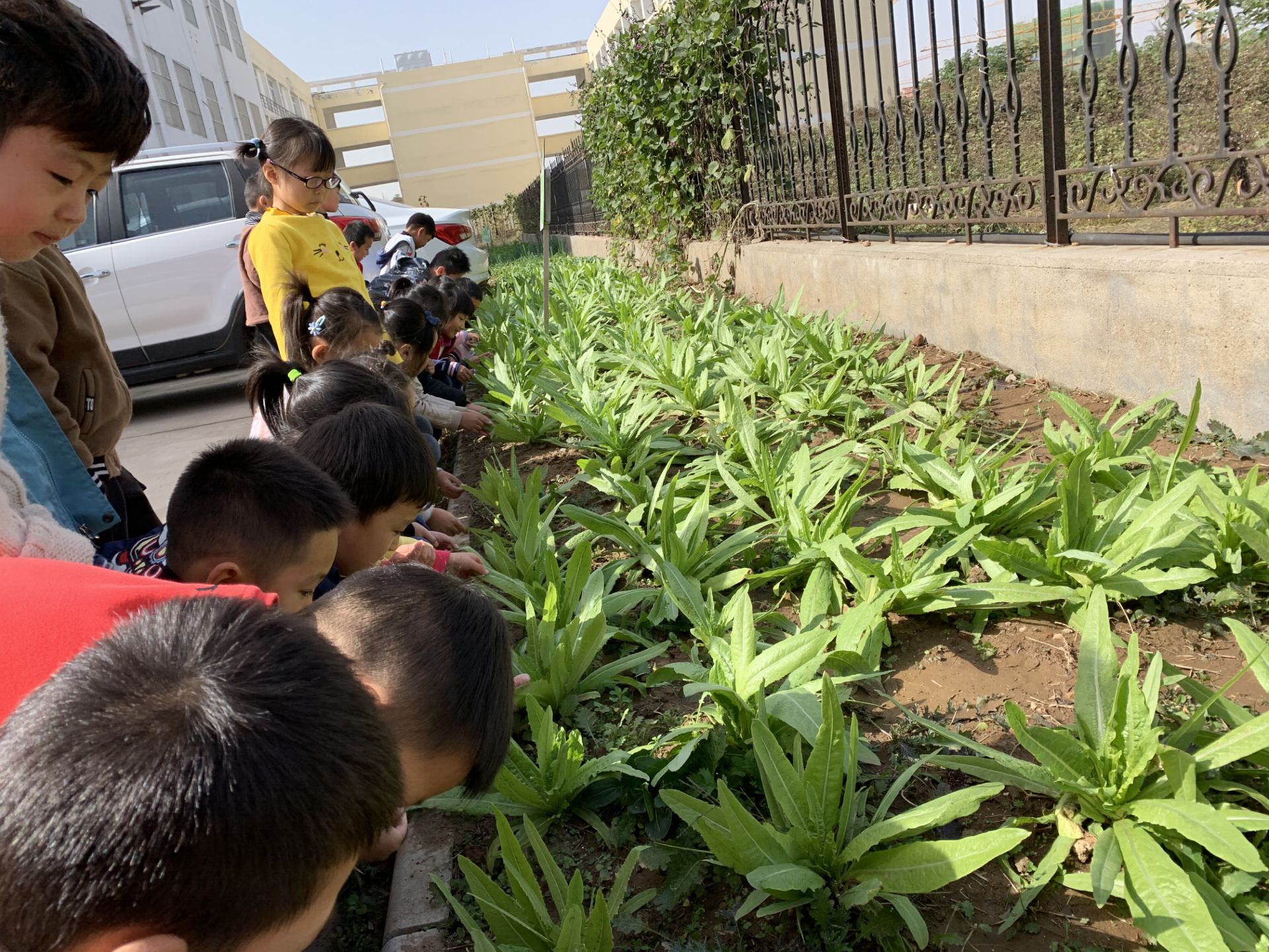 让种植园真正成为幼儿探索的乐园 ——新沂市妇联幼儿园菠萝班走进大自然课程活动