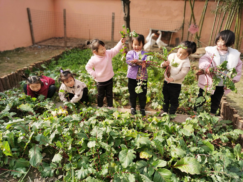 萝卜丰收记——合沟镇中心幼儿园开展萝卜采收活动