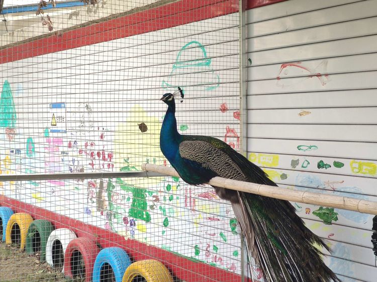 欢迎！欢迎！热烈欢迎！ ——瓦窑镇中心幼儿园动物欢迎仪式