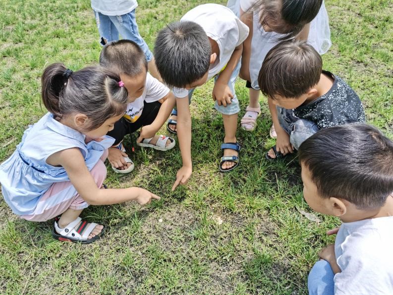 新安嶂苍幼儿园开展“草坪的秘密”科学探索活动