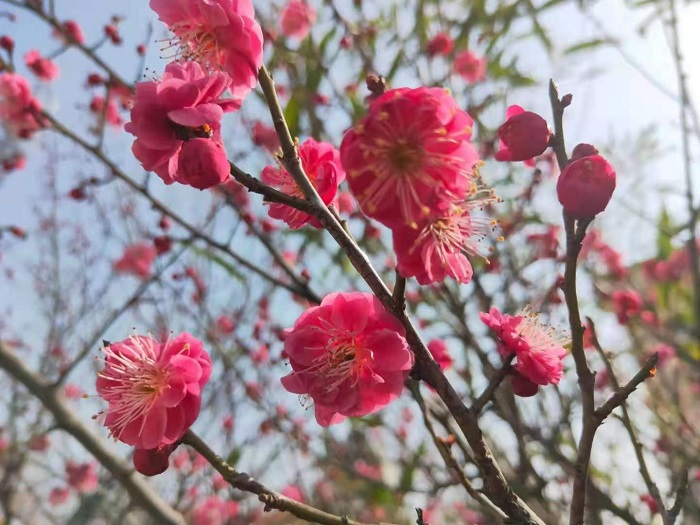 拥抱春天，赏梅赛诗 ---石涧小学四年级春季赛诗会