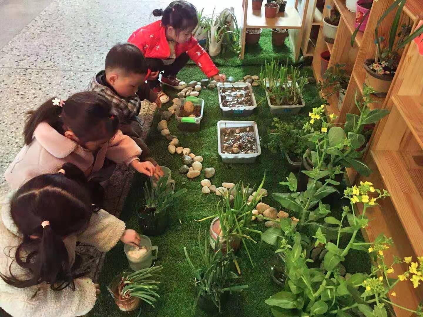 新安嶂苍幼儿园开展自然角种植与观察活动