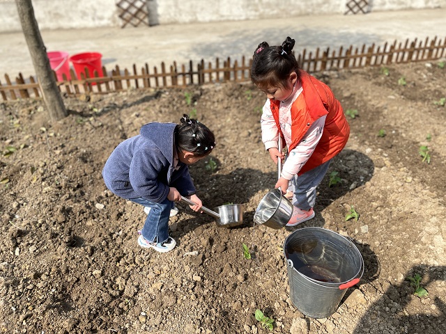 我给小苗浇浇水——棋盘镇中心幼儿园开展爱我种植园活动