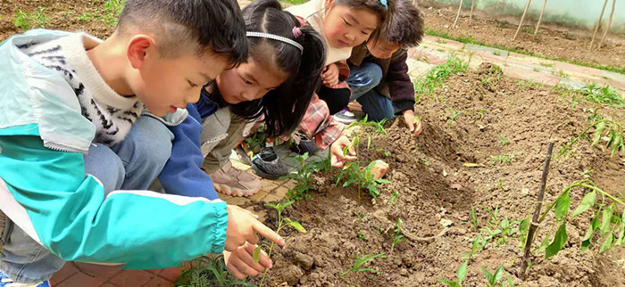 播种希望，收获快乐   ——高流镇中心幼儿园生态课程活动