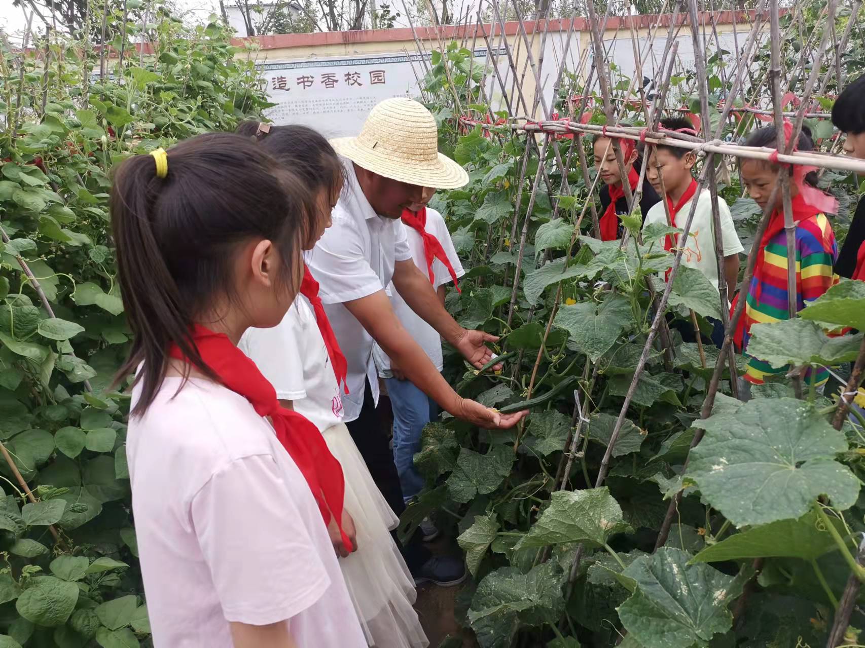 新沂市马陵山镇黄甲小学：咱们学校菜园里的黄瓜真甜！