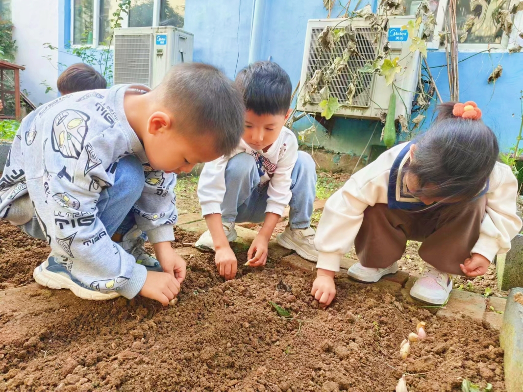 快乐种植 “蒜”你可爱 ——邵店镇中心幼儿园劳动实践活动
