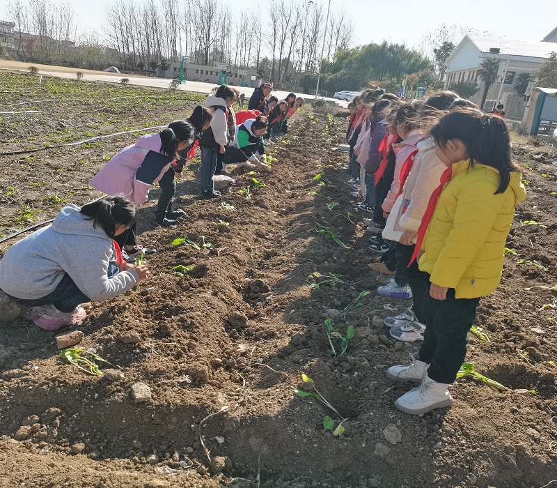 高流镇中心小学开展劳动实践活动——种植油菜