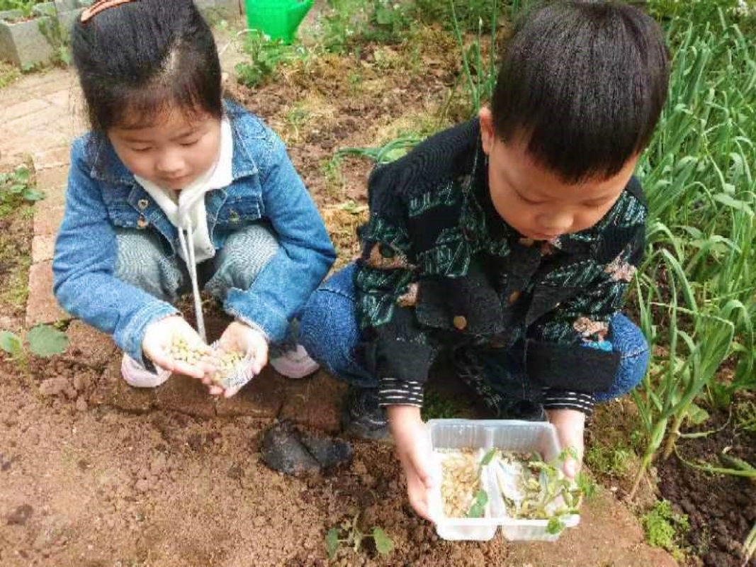 种瓜点豆 ——邵店镇中心幼儿园谷雨节气活动