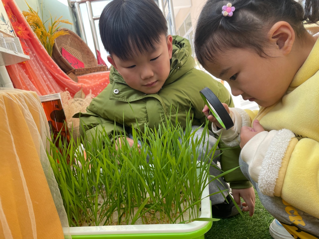 耕耘趣，麦香润童心 ——邵店镇中心幼儿园种植实践活动