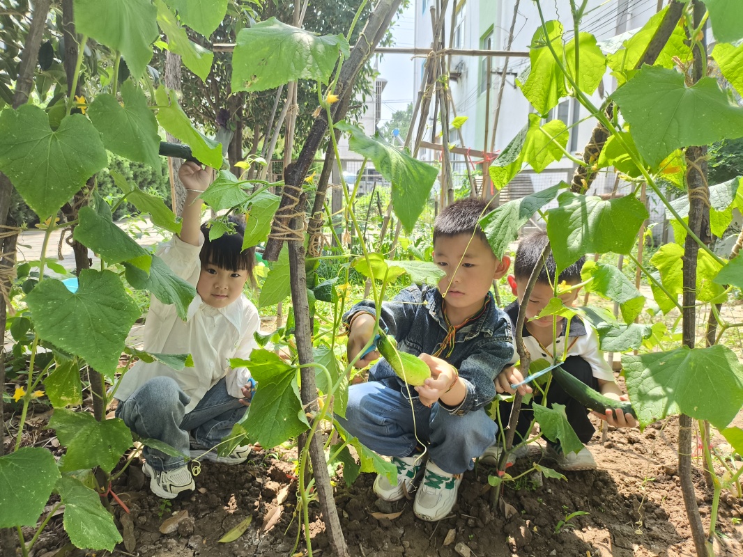 快乐摘瓜，乐享盛夏 ——邵店镇中心幼儿园采摘活动 
