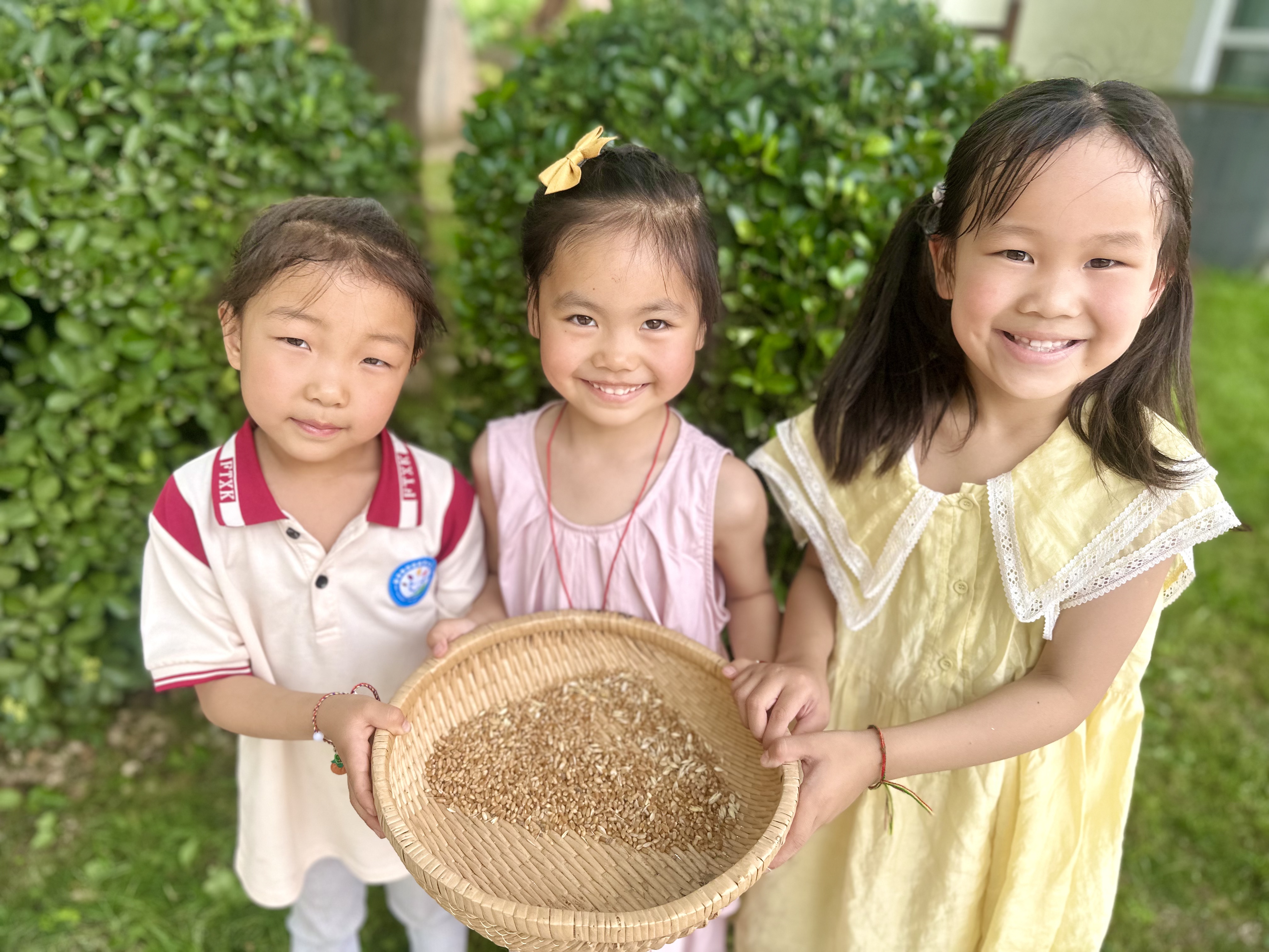 风吹麦成浪·童趣探芒种 ——邵店镇中心幼儿园节气活动