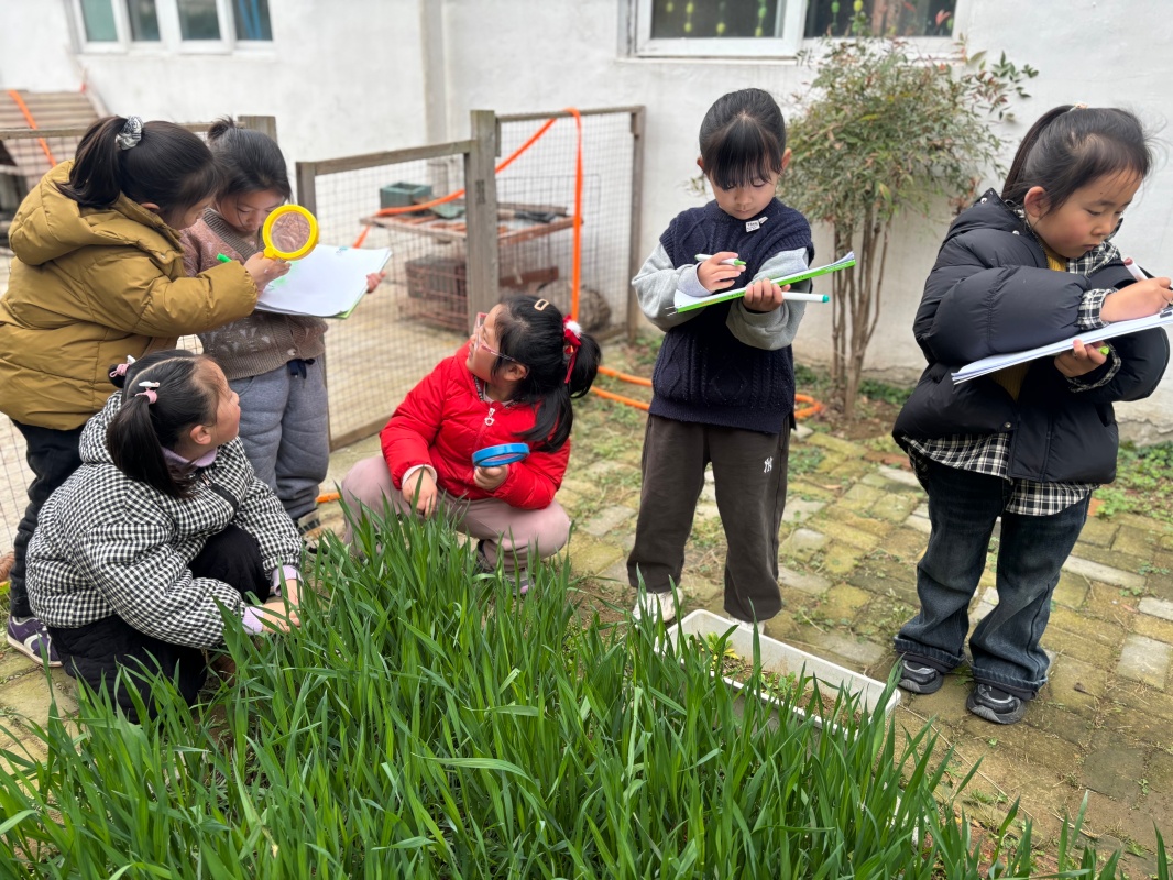 稚手播麦种·童心探成长 ——邵店镇中心幼儿园户外实践活动