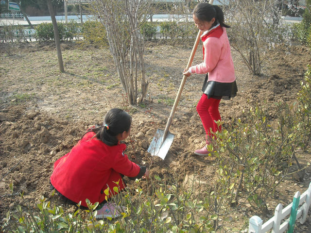 后湖小学组织学生参与植树活动