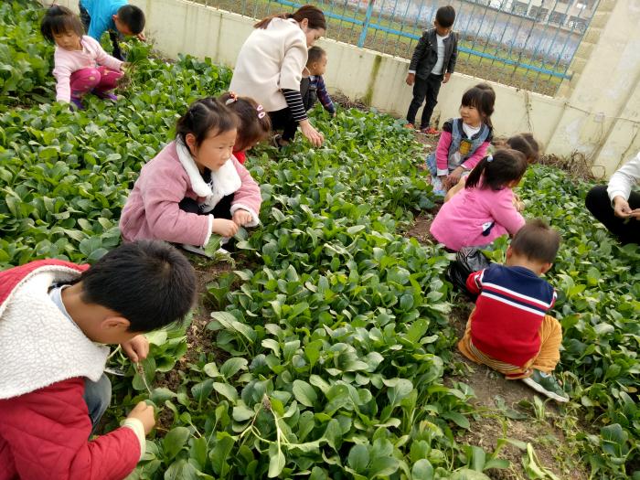 “我是摘菜小能手” ——港头镇傅庄幼儿园组织“走进自然”系列体验活动