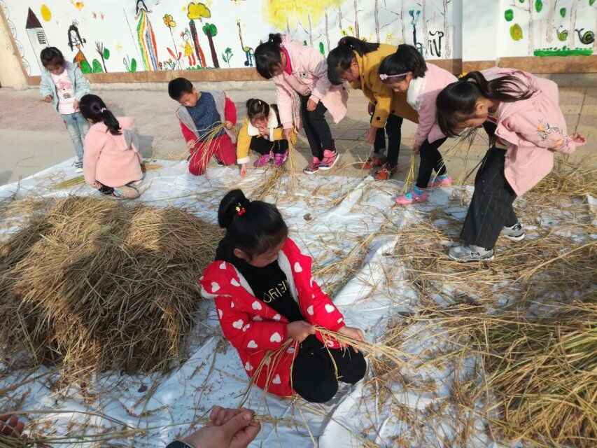 我跟老师学打稻——合沟中心幼儿园开展认识水稻活动